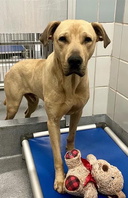 🆘THIS MEDICAL🚑 DOG IS BEING KILLED TODAY 2/19 BY SA ACS💔‼️

❣️SCOOBY🧸 #A703040 
2yo #GreatDane M 77 lbs
💕he’s shy but friendly, gentle; he loves head & chest scratches & treats
🚨📝 intestinal parasitism, parvovirus?

To #foster📧acsrescue-foster@sanantonio.gov

#PLEDGE 🙏🏼