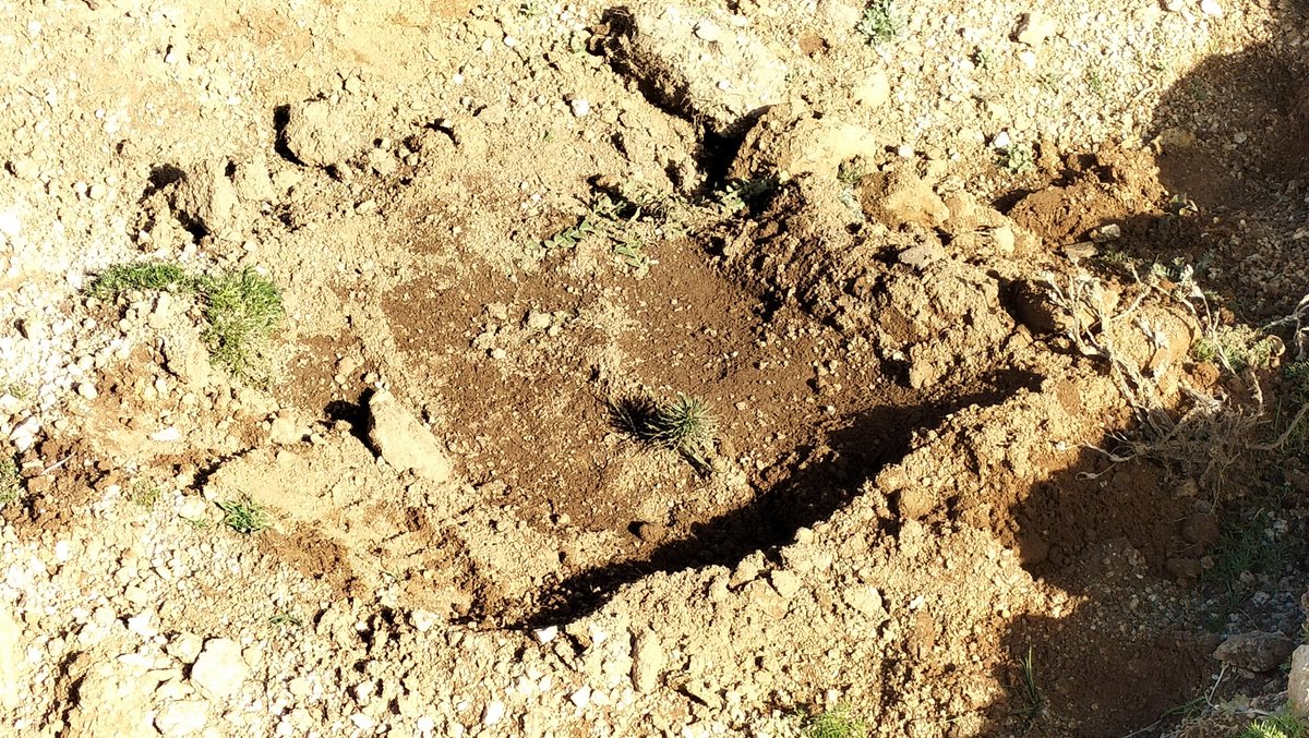 SoniaRoigGomez's tweet image. Importantísima e imprescindible labor del suelo para asegurar el establecimiento de la plantación #repoblacionforestal #restauracion @MontesUPM @jcyl #Foresa @tragsa banquetas subsoladas con retroaraña