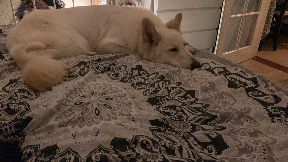 Happy Freya, loving #dogzmania enclosed fields and sleeping it off.
1 month since we brought her home from @dogstrust #dogstrustwestlondon #dogstrustharefield