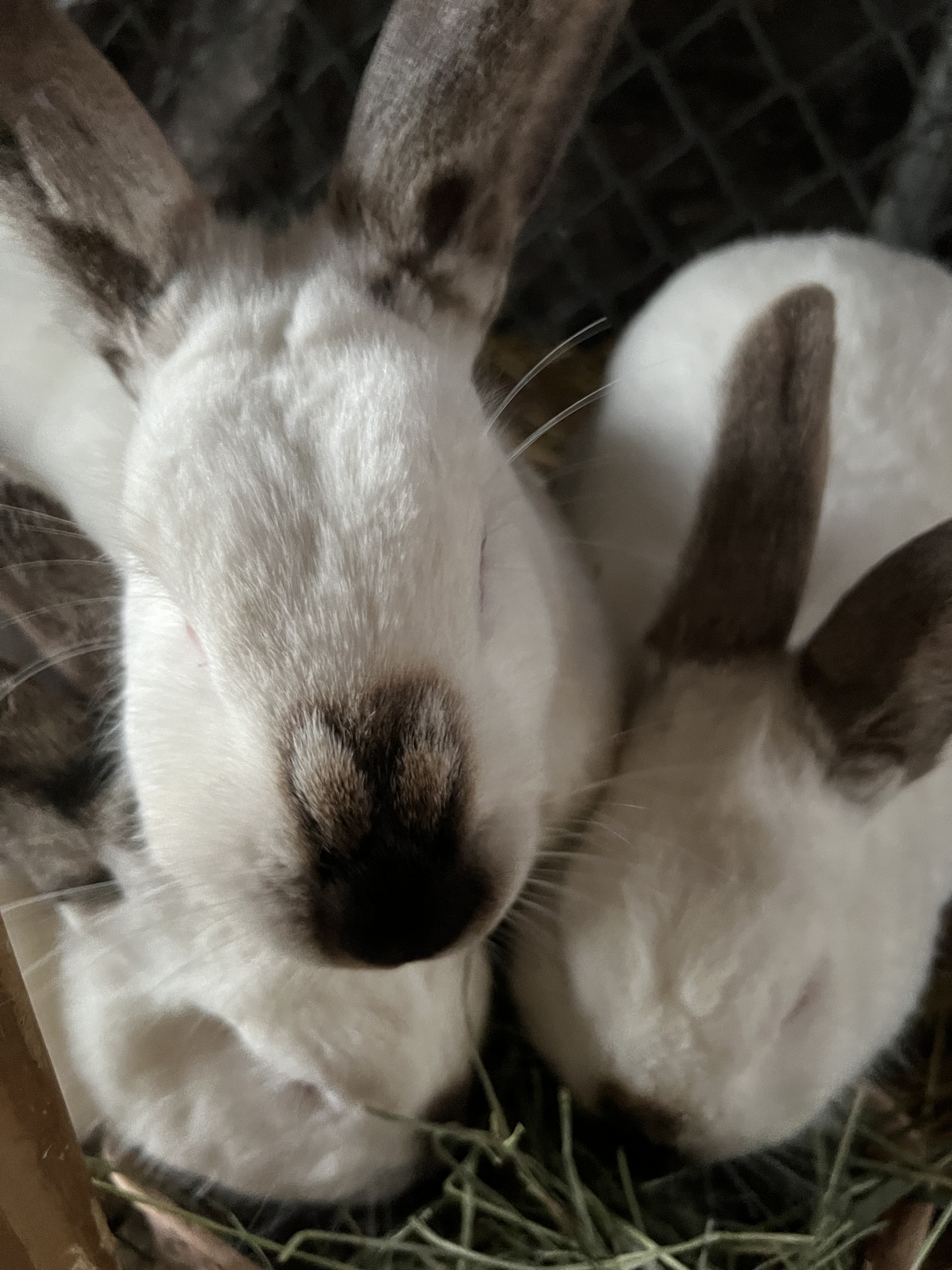 Bunny store winter coat
