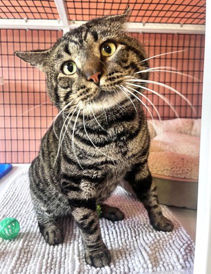 Fishtopher and Friends tweet media