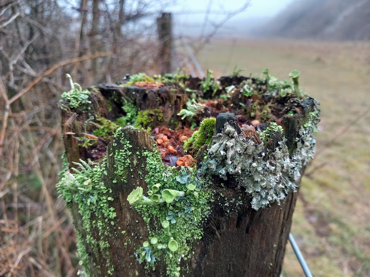 Top of a fence post on a nature reserve, adorned in a colourful array of mosses, lichen and liverwort.