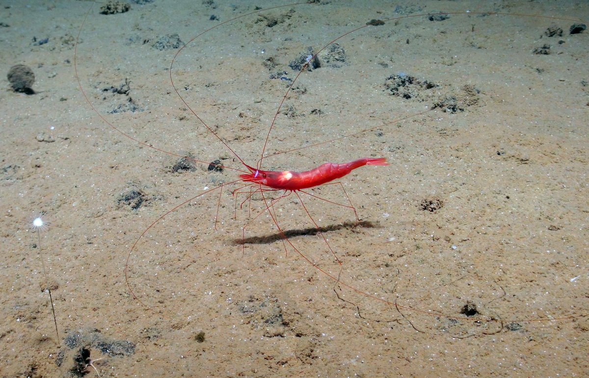 Abyssal prawn imaged by robotic submarine. An example of the amazing biodiversity of the Pacific Clarion Clipperton Zone #smartexccz @NOCnews