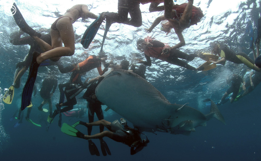 readthecloud's tweet image. ผู้คนส่วนใหญ่ออกเดินทางไปเพียงเพื่อ ‘ล่าภาพ’ แต่นั่นไม่ใช่สำหรับช่างภาพอาชีพ ซึ่ง นัท สุมนเตมีย์ เจ้าของคอลัมน์ #LifeonEarth ได้เล่าเรื่องของเพื่อนช่างภาพใต้น้ำ 2 คนที่ออกจากวงการให้ฟัง ว่าสุดท้ายแล้วปรากฏการณ์นี้สร้างบทเรียนอะไรให้เราได้รู้บ้าง readthecloud.co/underwater-pho…