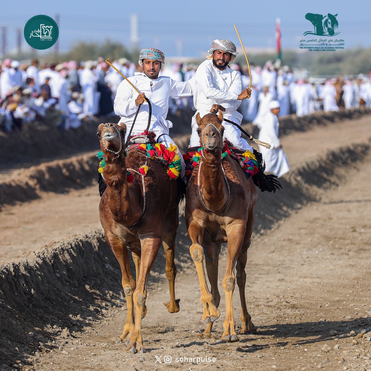 soharpulse's tweet image. أُقيم مهرجان فلج القبائل الخامس عشر 
للهجن والخيل، السبت الموافق ١٦-فبراير-٢٠٢٤م
بدعم من سعادة خالد بن سلطان الجابري الدرعي عضو مجلس الشورى بولاية صُحار

#مهرجان_الهجن 
#ولاية_صحار