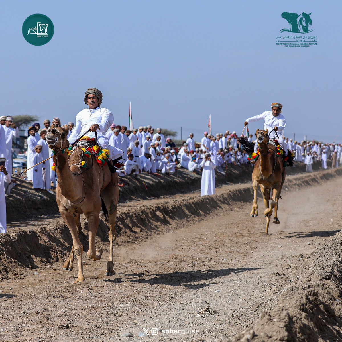 soharpulse's tweet image. #مهرجان_الهجن