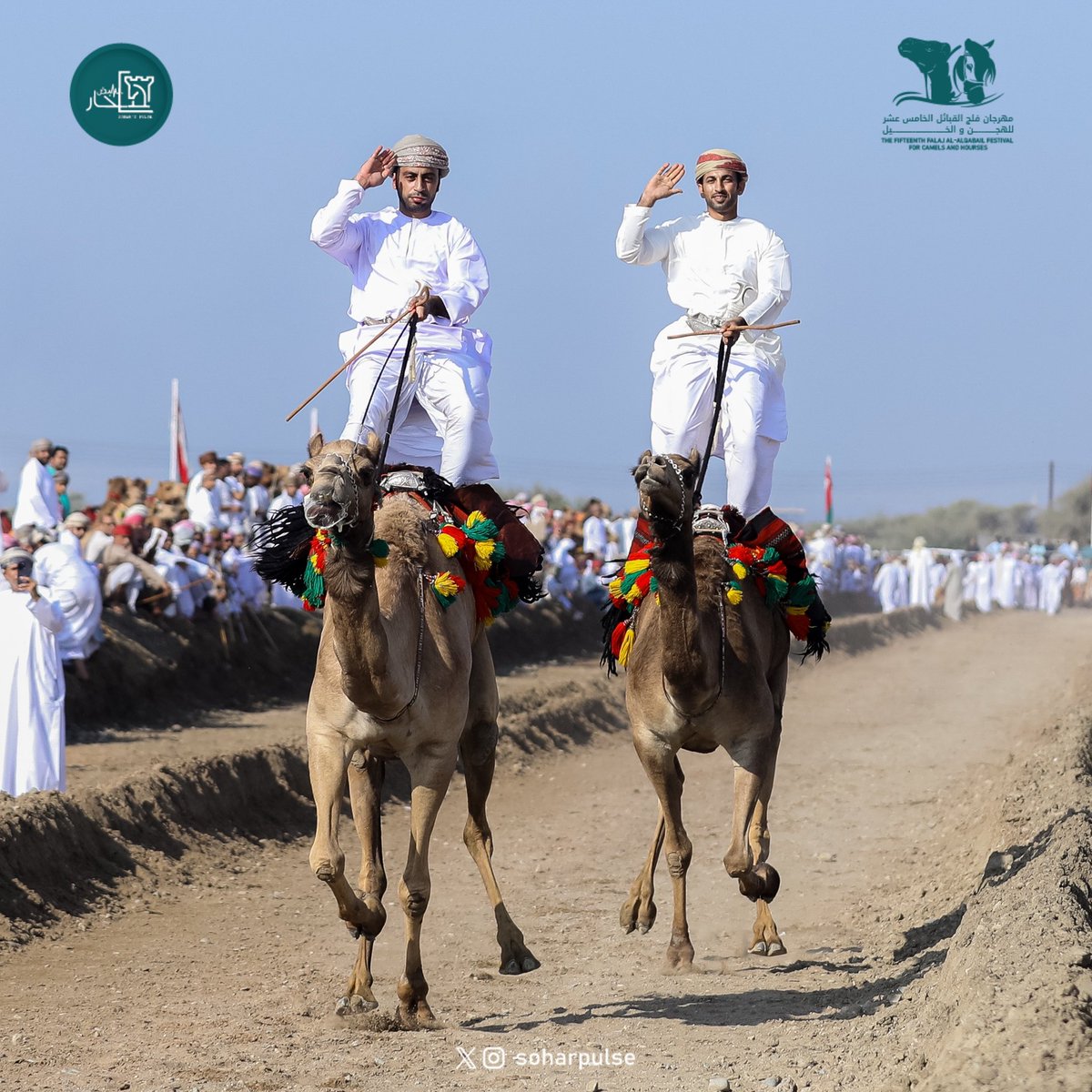 soharpulse's tweet image. #مهرجان_الهجن