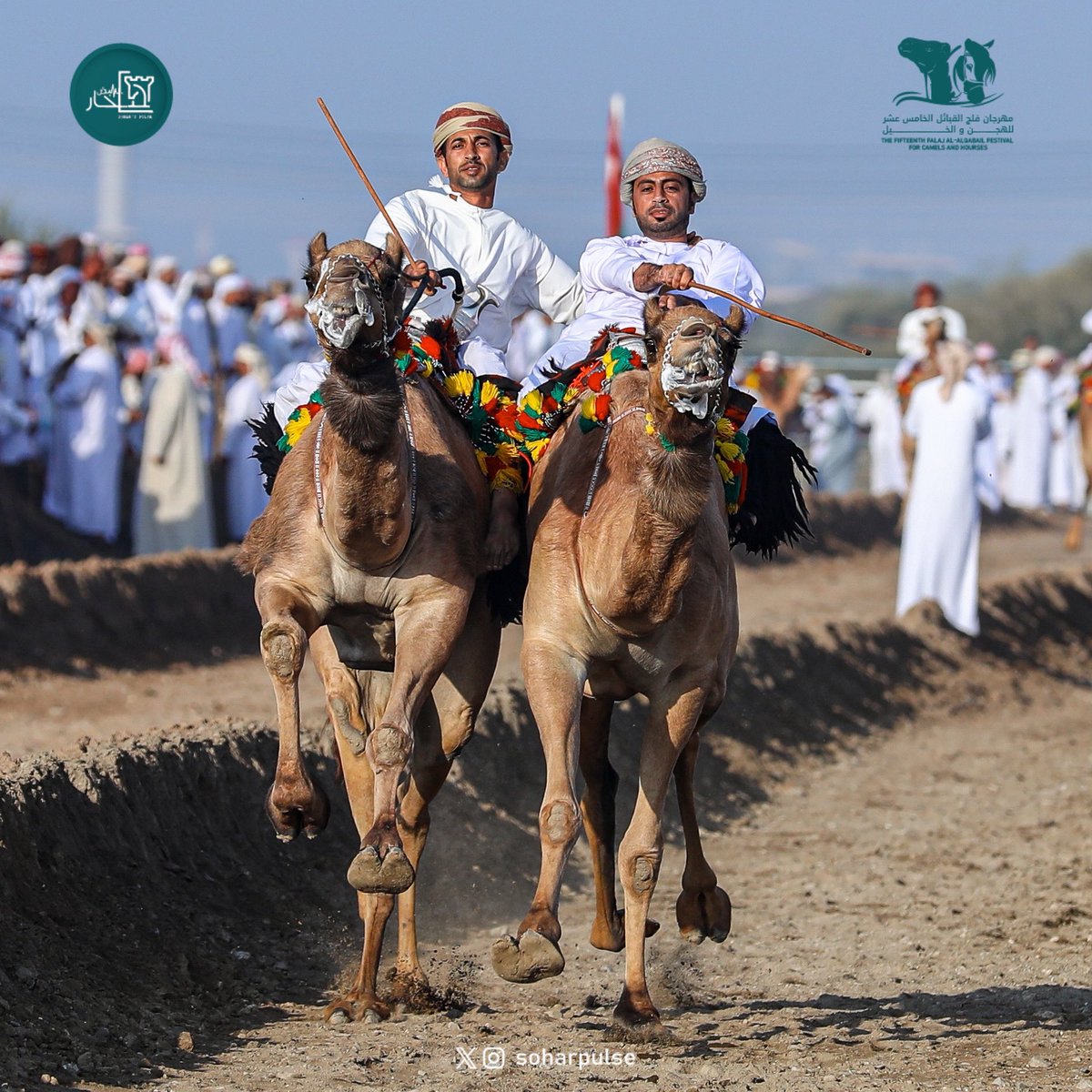 soharpulse's tweet image. #مهرجان_الهجن