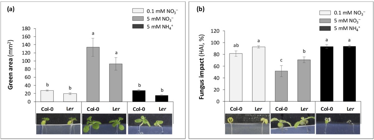 Plants_MDPI's tweet photo. #plants_mdpi #newpublication
"Nitrogen Nutrition Modulates the Response to Alternaria brassicicola Infection via Metabolic Modifications in Arabidopsis Seedlings"
👉 Read the full article: https://t.co/RAWvLKIl4N
#ammonium #nitrate #polyamines #seedgermination #seedlings https://t.co/NbhKQyk0fD