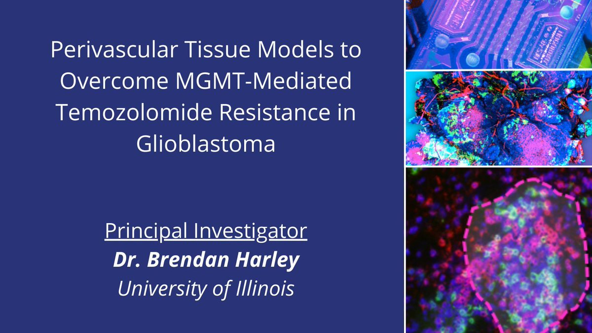 Dr. Brendan Harley (@Prof_Harley) et al. @CancerCenterIL #CancerTEC are developing and characterizing #TissueEngineered models to examine mechanisms of treatment resistance in #glioblastoma. cancer.gov/about-nci/orga… #BTSM
