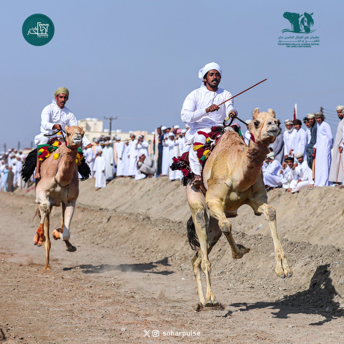 soharpulse's tweet image. #مهرجان_الهجن