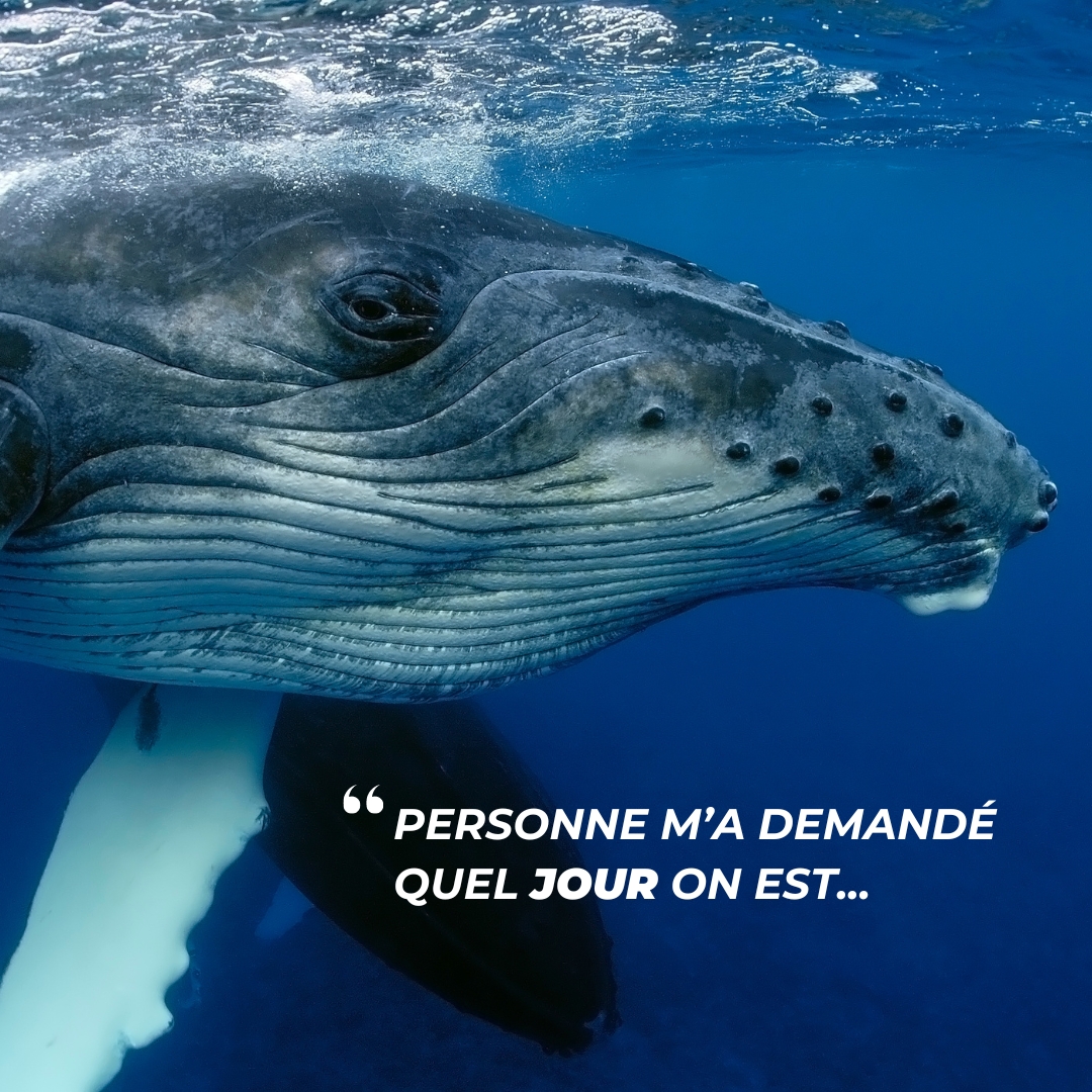 Pour ceux qui l'auraient oublié… C’est la Journée Mondiale de la Baleine ! 🐋 Bonne semaine à tous 💙