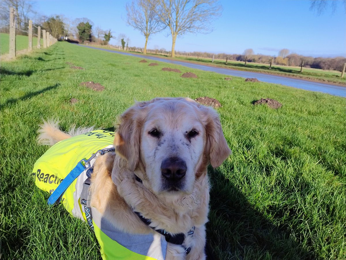 kitteridge_lisa's tweet photo. Muddy molehill Monday.
Well it would be rude not to dig the freshest one up wouldn't it? ๐คท๐ผโโ๏ธ๐๐คฆ๐ผโโ๏ธ
#outlets
#muddyface
#onlyLuca
#nomoleswereharmed https://t.co/Q87dX0Uiko