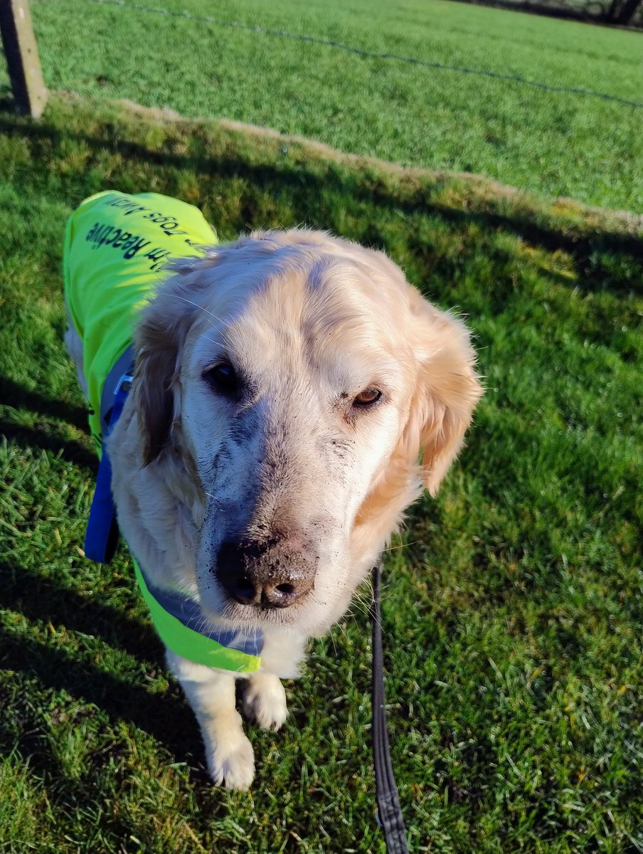 kitteridge_lisa's tweet photo. Muddy molehill Monday.
Well it would be rude not to dig the freshest one up wouldn't it? ๐คท๐ผโโ๏ธ๐๐คฆ๐ผโโ๏ธ
#outlets
#muddyface
#onlyLuca
#nomoleswereharmed https://t.co/Q87dX0Uiko