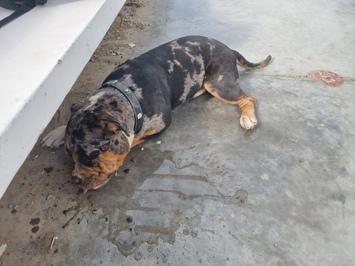 CaleVitu's tweet photo. Perrito perdido. Se encuentra totalmente desorientado, deshidratado y asustado.

🚨Está agresivo🚨

Ayuden a encontrar a su dueño
@gentedetruji @siente_trujillo https://t.co/ZwAmgM52Yh