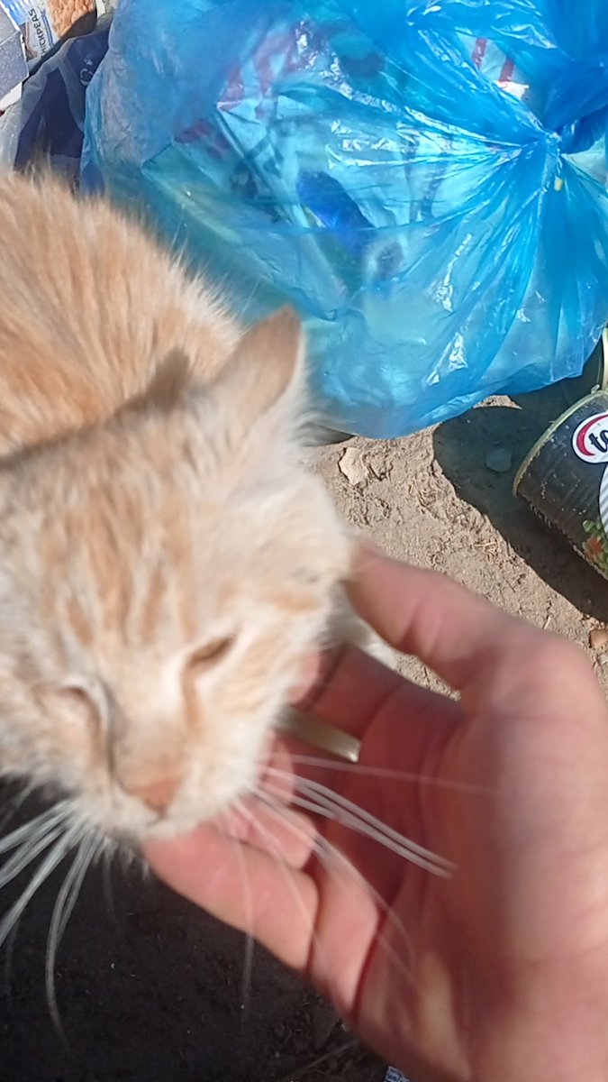 Salam animal care tweet media