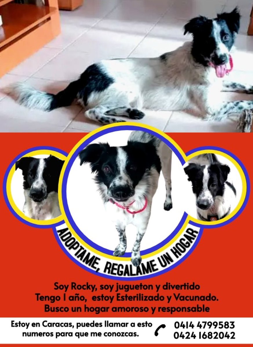 PerroUsuario's tweet photo. Esta belleza que se llama Rocky sigue buscando una familia para quererla toda la vida RP @eglesca: #adoptaa Rocky. Sigue buscando un hogar amoroso. La Urbina. Caracas https://t.co/7sFbwPBWLa