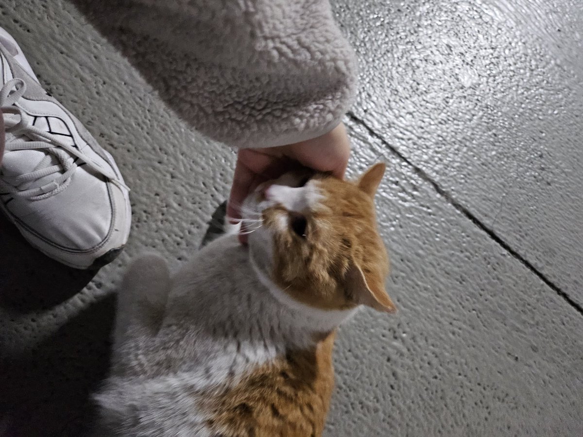 <입양처 구해봅니다>
이번 겨울에 갑자기 지하주차장에 들어와 지내고 있는 고양이인데, 사람들이 자꾸 집을 치워 안 보이는 곳으로 들어가다보니 쓰레기 창고에서 지내는 게 너무 안쓰러워 입양 홍보를 해봅니다😭

이름: 머랭🐈
나이: 5-6세 추정
성별: 남/중성화 O
성격: 애교쟁이, 고양이 좋아함