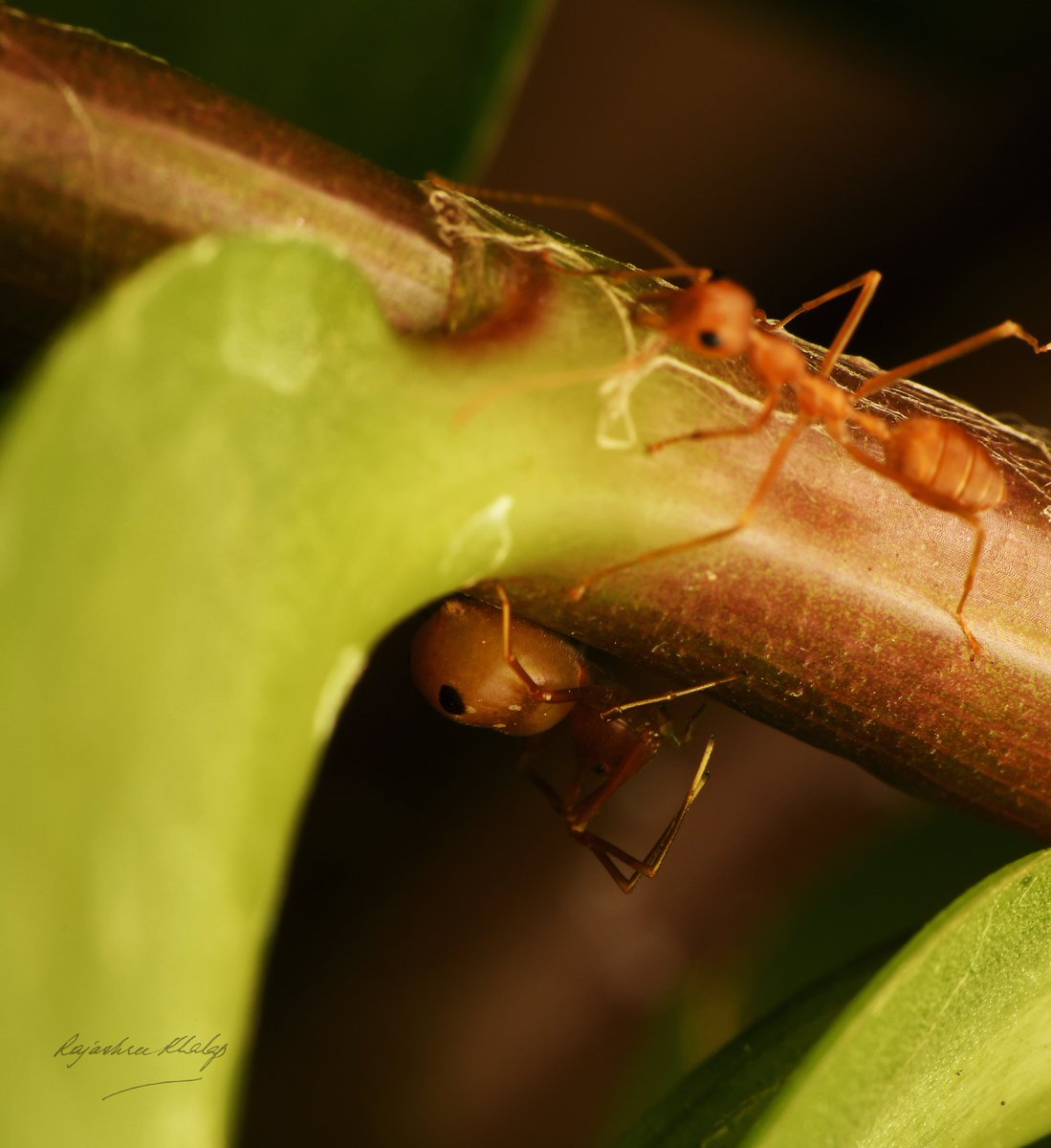 Amyciaea forticeps, evolved to mimic weaver ants. I got one blurry photo with both model and mimic in it. In our garden, Konkan Coast. January 2024. #lovespiders #wildlifephotography #NaturePhotography