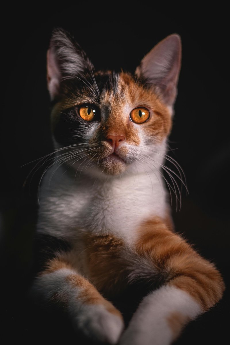 She’s a ball of cuteness, but she can also be pretty fierce and territorial. 🐱 #catslife #reelsvideo #cats #catreels #reelsfb #catfbreels #fbcats #fbreelsvideo #cutecats #cute #catphotography #catloversusa #cat #viralreels #catlover #viralvideo #paw #fbreelsvideo #catslife