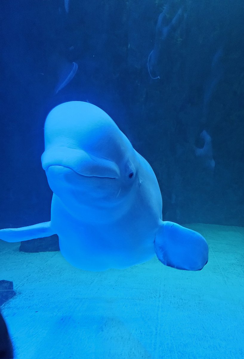 벨루가 귀여워