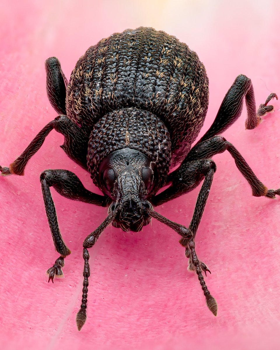 We're absolutely delighted to welcome a new face to our team - award-winning macro photographer, Buglife ambassador, and qualified ecologist Paul Fraser. Paul's images are exquisite, and we'll shortly announce a series of macro photography workshop dates where you can join him...