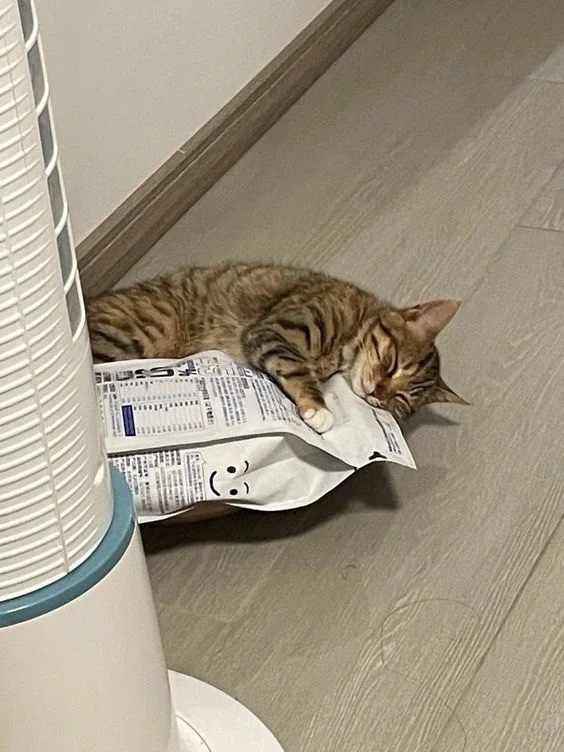 DontShowYourCat's tweet photo. happiness is simple https://t.co/j5r3qMLmdp