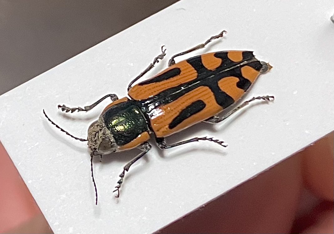 Buprestidae sp.(?) from CHILE
チリのタマムシ ?

タマムシ だと思って入手したけど、コメツキのような、、、いや、やっぱタマムシ か。。。❓