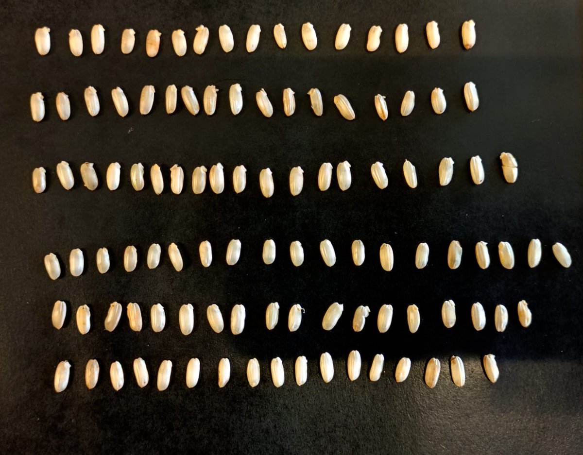 Future Grain (@futuregrain) on Twitter photo The #grains of the varieties were tested under stress conditions. One day after imbibition, the sampled seeds exhibited different rootlet development and #germination. <a href="/FutureGrain/">Future Grain</a> The #grains of the varieties were tested under stress conditions. One day after imbibition, the sampled seeds exhibited different rootlet development and #germination. <a href="/FutureGrain/">Future Grain</a>