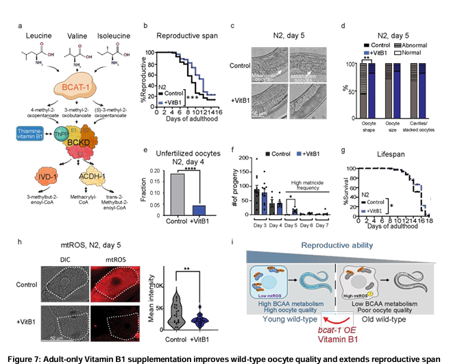 Agingdoc⭐David Barzilai🔔MD PhD MS MBA DipABLM🩺 (@agingdoc1) on Twitter photo Enhanced Branched-Chain Amino Acid Metabolism Improves Age-Related Reproduction in C. elegans
<a href="/ChenLesnik/">Chen Lesnik חן לסניק 💔</a>, <a href="/ctmurphy1/">ctmurphy1.bsky.social</a> and coauthors.
👉Oocyte quality deterioration can be delayed, and reproduction can be extended in wild-type animals both by bcat-1 overexpression and by Enhanced Branched-Chain Amino Acid Metabolism Improves Age-Related Reproduction in C. elegans
<a href="/ChenLesnik/">Chen Lesnik חן לסניק 💔</a>, <a href="/ctmurphy1/">ctmurphy1.bsky.social</a> and coauthors.
👉Oocyte quality deterioration can be delayed, and reproduction can be extended in wild-type animals both by bcat-1 overexpression and by