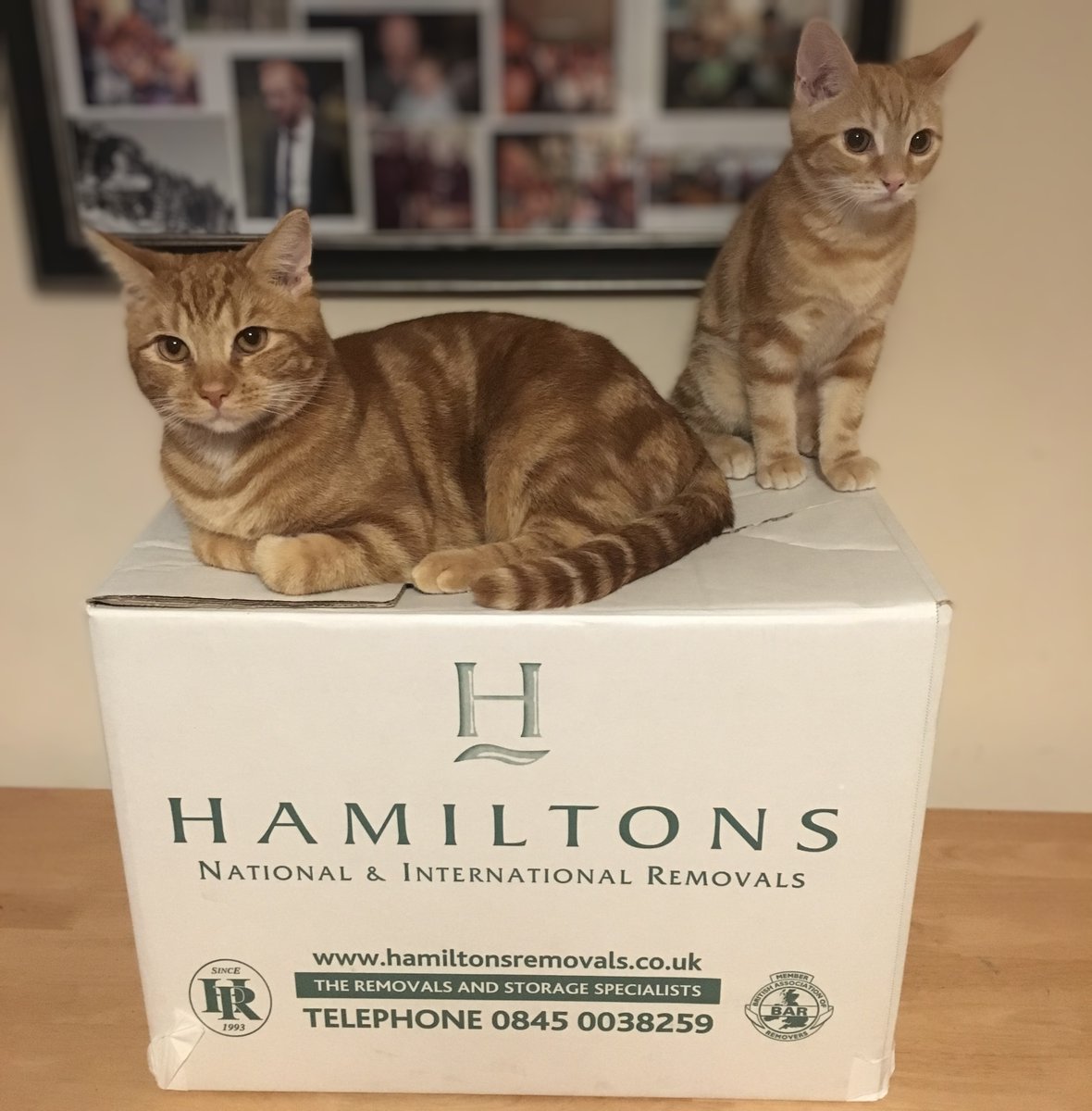HamiltonsRemove's tweet photo. Today is 'National Love Your Pet Day' 🐈🐩

Are you moving abroad soon?! 

We at Hamiltons Removals can move you &amp; your pets so no one is left behind

#hamiltonsremovals #moving #europeanmove #internationalmove #movinganimals #movingpets #nationalloveyourpetday #loveyourpetday https://t.co/nrVU1oA1Tw