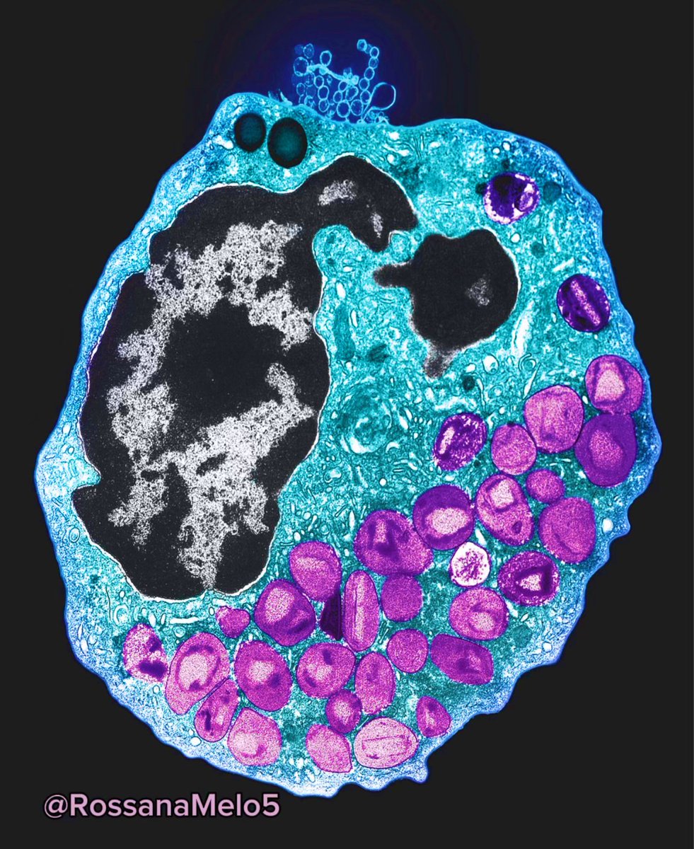 Rossana Melo tweet media