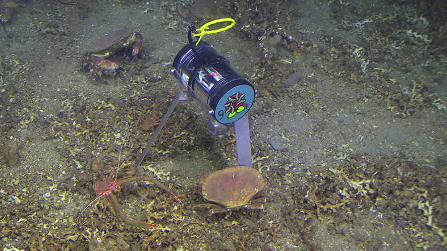 MWNautilus's tweet photo. #PlasPI marine cameras: #OpenSource, affordable #camera systems for time series #marine studies:
-down to ~150 m depth
-#3Dprined
-#RaspberryPi-/#PiCam-based
https://t.co/cU4to6SQlc
#DIYbio #lab #instruments #imaging #CitSci #CitizenScience https://t.co/vG9EGsWd55