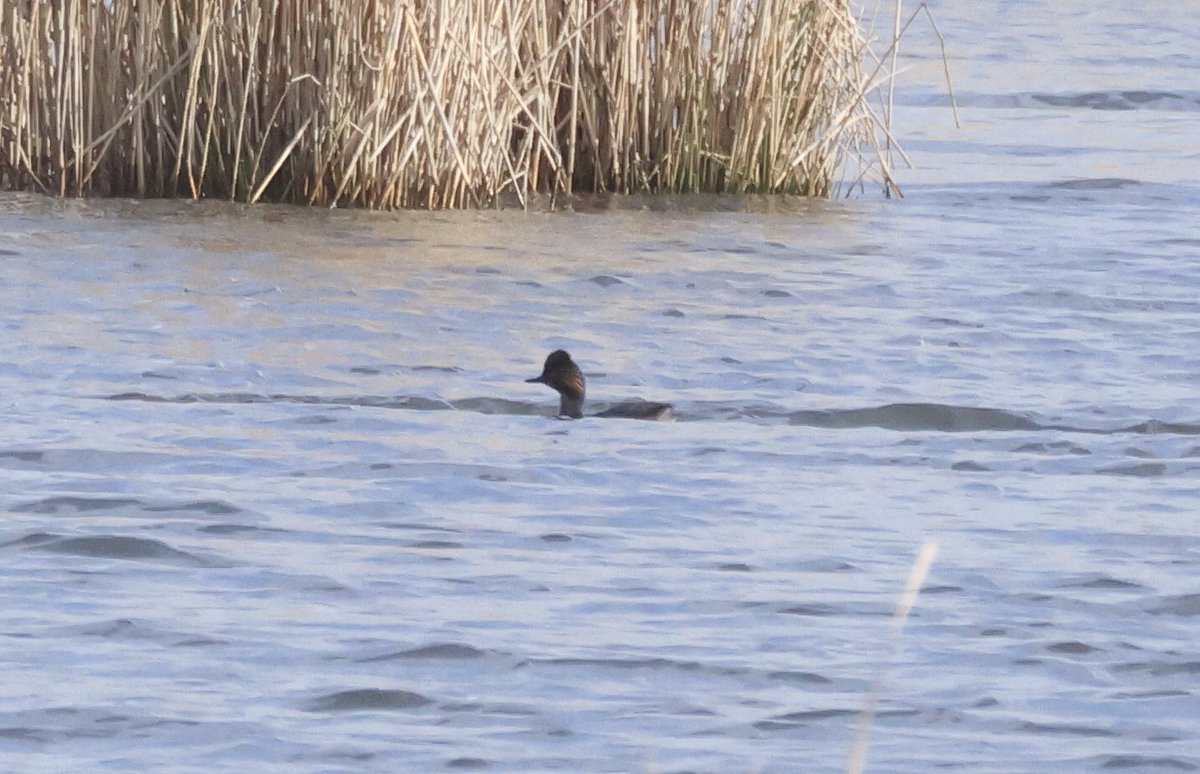 #Woolstoneyes this morning first Black necked Grebe of the year (Found by David Spencer) Marsh Harriers showing fairly well, sparrow hawk passed through and a few buzzards