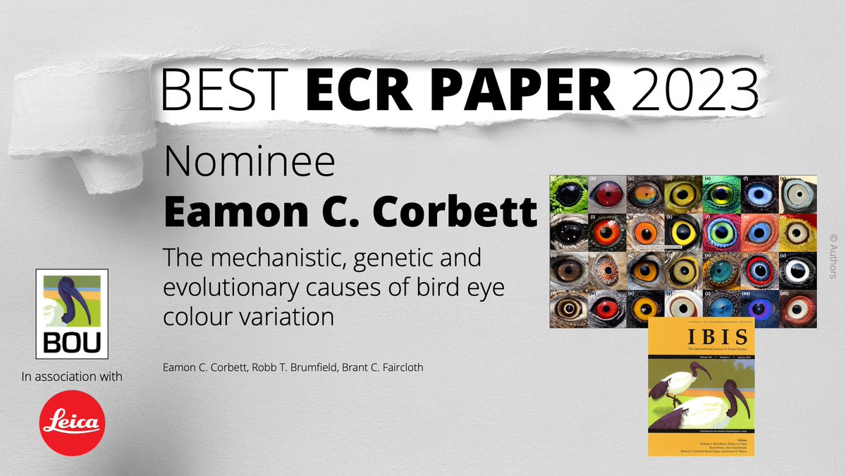 ‼️ Nominee ‼️ for #IBISbestECRpaper 2023

The mechanistic, genetic and evolutionary causes of bird eye colour variation

Eamon C. Corbett et al @eamon_corbett
bou.org.uk/ibis/ibis-best…

Supported by @Leica_UK @LeicaBirding | #ornithology