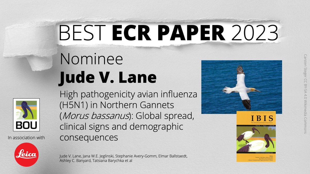 ‼️ Nominee ‼️ for #IBISbestECRpaper 2023 High pathogenicity avian influenza (H5N1) in Northern Gannets (Morus bassanus) Jude V. Lane et al @heyjooode bou.org.uk/ibis/ibis-best… Supported by @Leica_UK @LeicaBirding | #ornithology