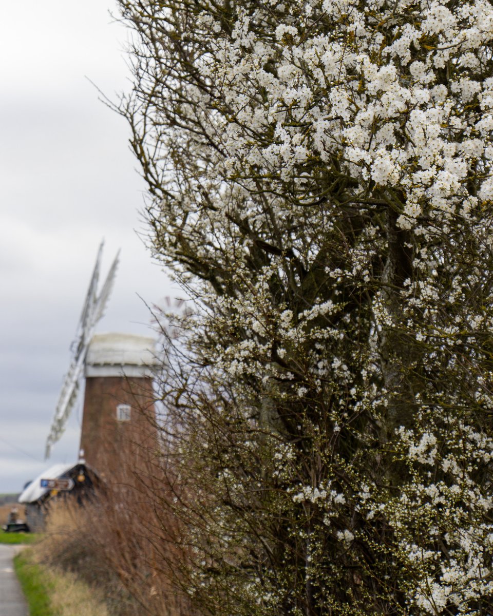 First #blossom at Horsey Windpump. Be sure to visit in spring for the full flowering of the hedgerow that borders the orchard. Common buckthorn, guelder, hawthorn, and field maple turn the space into a tranquil haven. 🌸 📷 Richard Steer