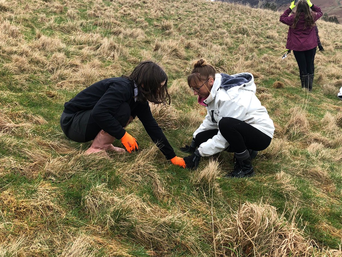 Last week we were joined by students from @Bright Futures School in planting more native wildflower plugs as part of our @EllasKitchenUK meadow restoration project. A big thank you to everyone for their hard work! These meadows will be buzzing in no time!