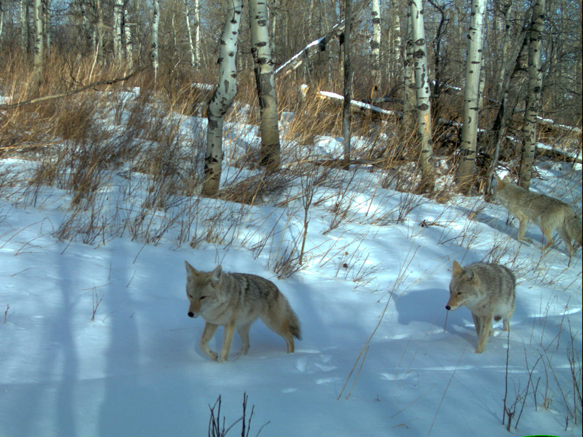 WatertonLakesNP tweet picture