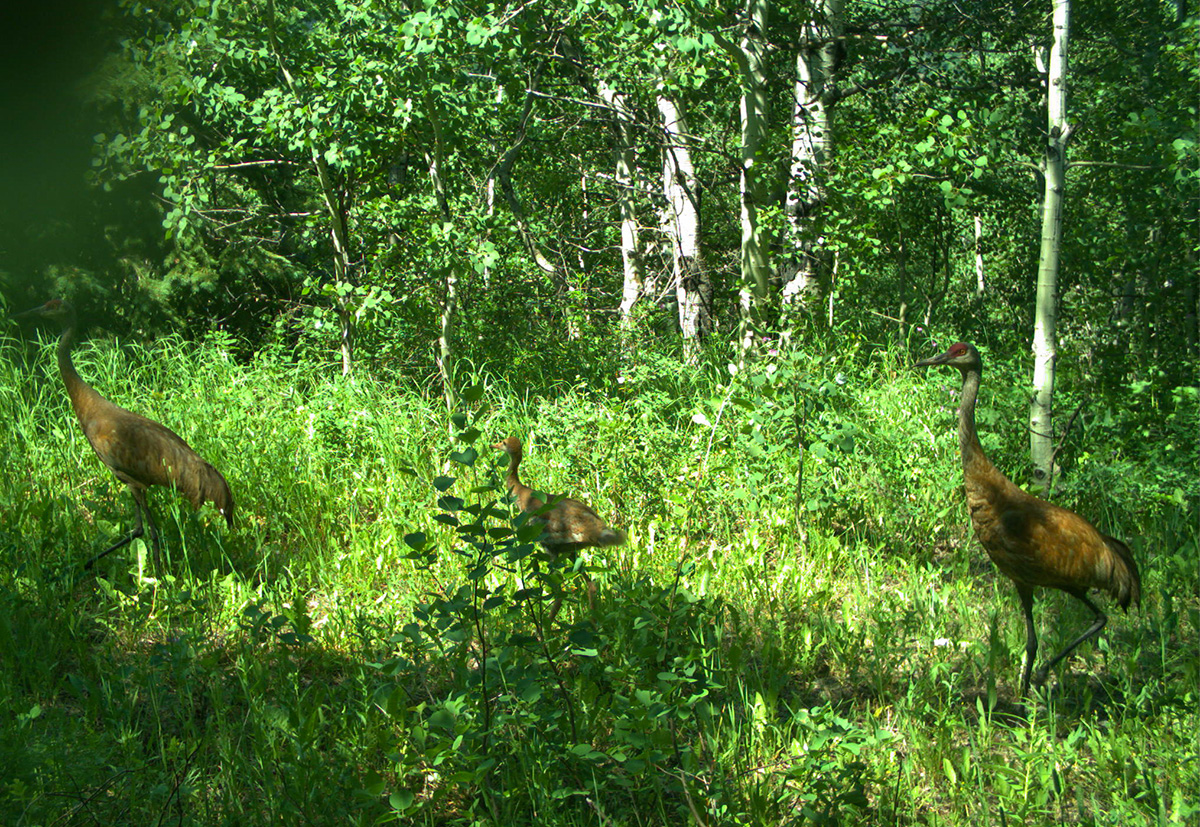 WatertonLakesNP tweet picture