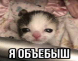 туса, киса, "плюс туссин", 
кроссы, сланцы, мокасин