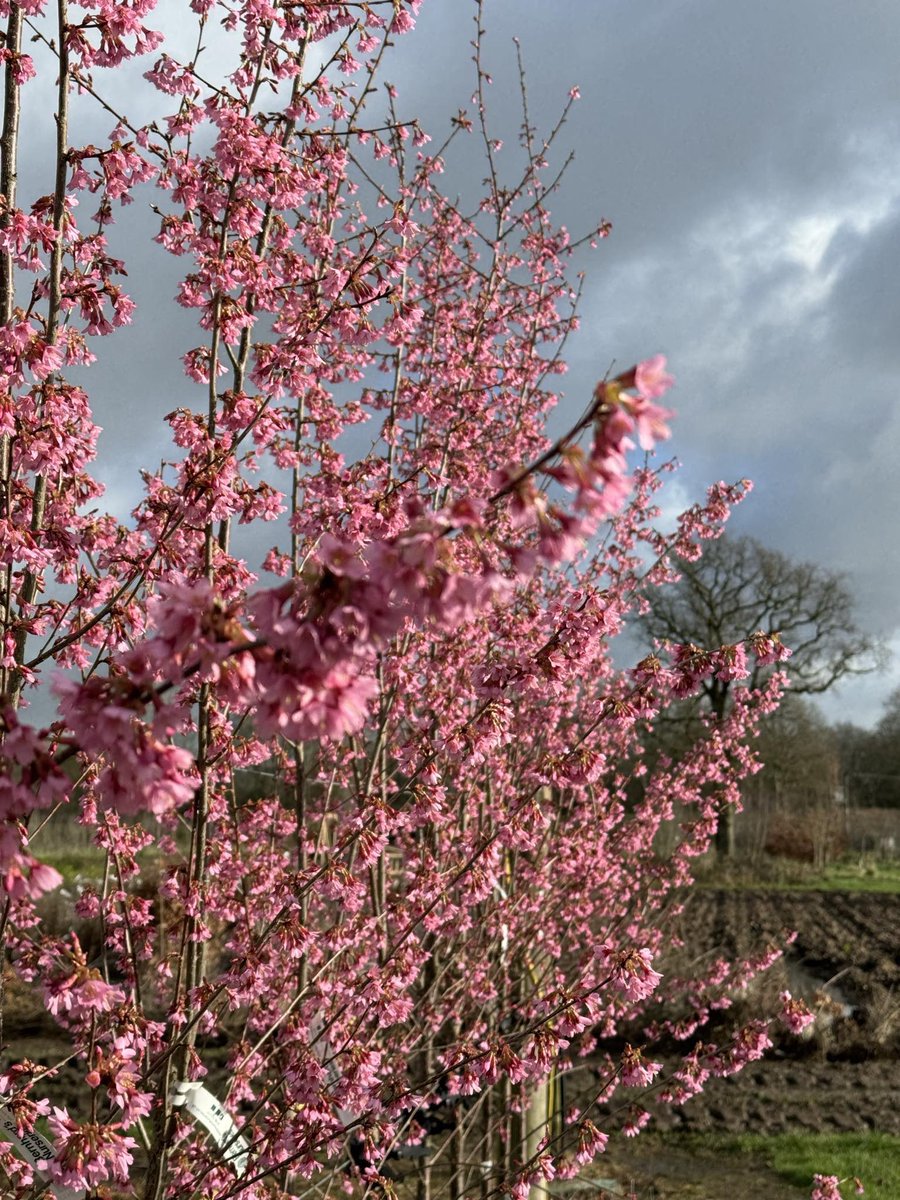 More loveliness on the nursery today! Visit our Cash & Carry (CV23 9QQ) Mon-Fri to pick up one of these stunning Prunus ‘Okame’ or indeed any number of other #peatfree #plants from our range of over 2,500 different species and cultivars, from tiny #bulbs to semi-mature #trees.