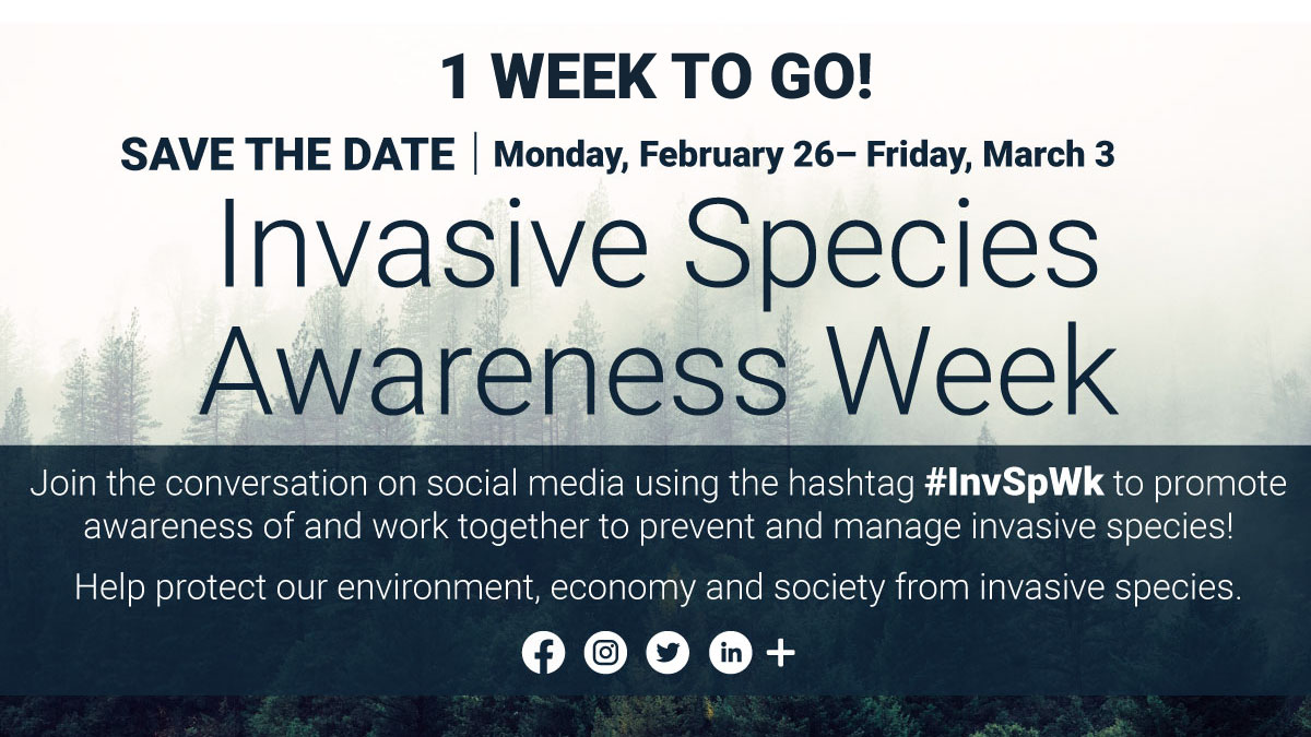 ONE WEEK TO GO |  ISAW is only a week away! Share social media posts from partner organizations or create your own posts using our FREE promotional graphics and using the hashtag #InvSpWk. You can also attend an event to learn about invasive species. More: bit.ly/ISAwarenessWeek