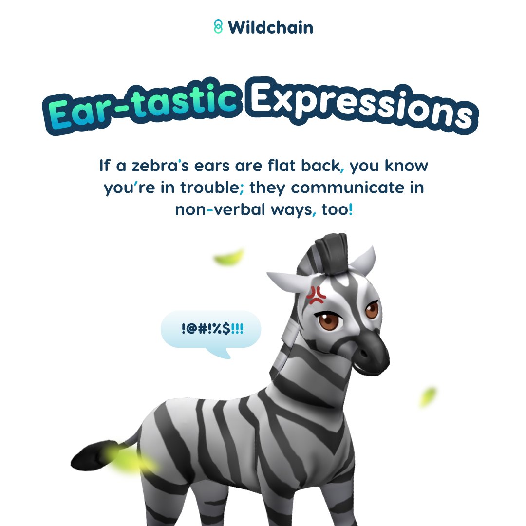 wildchainio's tweet photo. 🦓 Did you know? When a zebra's ears flatten back, trouble's brewing! Their non-verbal communication game is strong. #wildlife #zebra #funnylanguage #safari #animallover https://t.co/t3aGvLOrJC