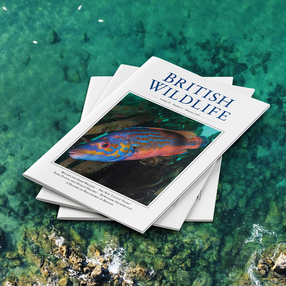 The February issue is now out! Featuring articles on wrasse species of British and Irish seas, a new age of destruction in ancient woods, links between rare plants and human history, rewilding freshwater ecosystems and much more. Visit britishwildlife.com