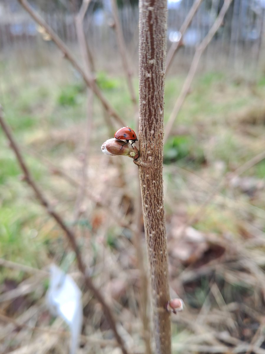 HealthySpacesWC's tweet image. Have you &apos;spotted&apos; any yet?🐞These natural pest control insects also help to pollinate your plants. Walsall Council&apos;s Tree Wardens spotted lots in the Tiny Forest on Swannies Field #TreeWardens