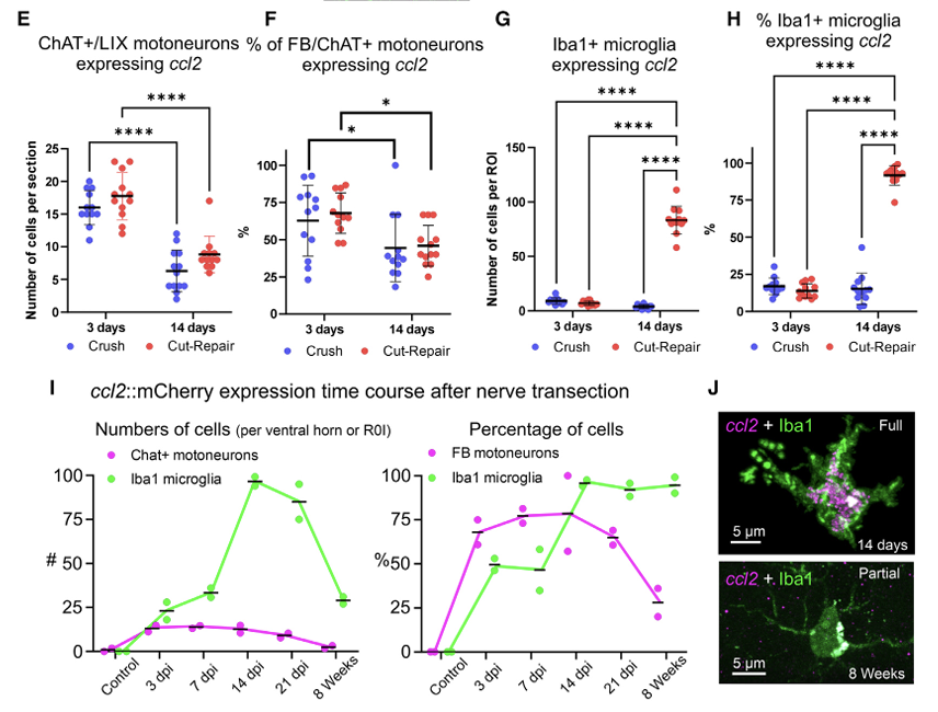 Emory Alvarez Lab tweet media
