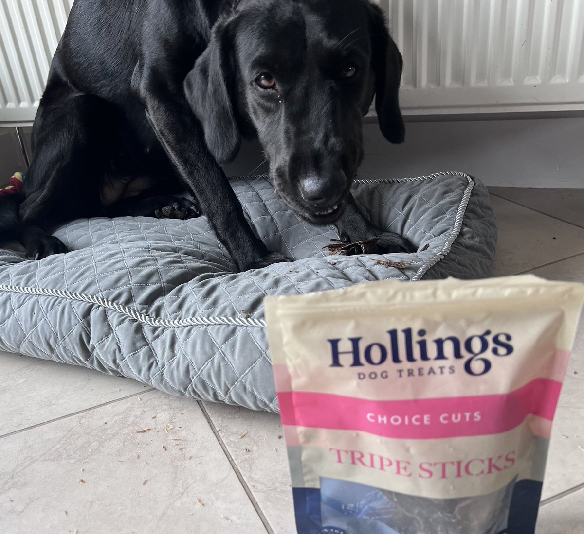 Tony_Raynor's tweet photo. Willow the black Labrador is leading the way in promoting tripe @TripeUK https://t.co/ThNPlCTSq6