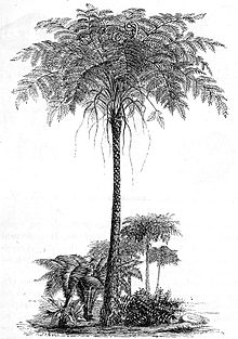 ESCONI's tweet photo. Mazon Monday #204: Caulopteris sp. #fossils #paleontology #MazonCreek #MazonMonday #treefern #paleobotany #pennsylvanian #fossil #illinois #formgenera
https://t.co/R0DKlW31GN https://t.co/keuBl7gVXZ