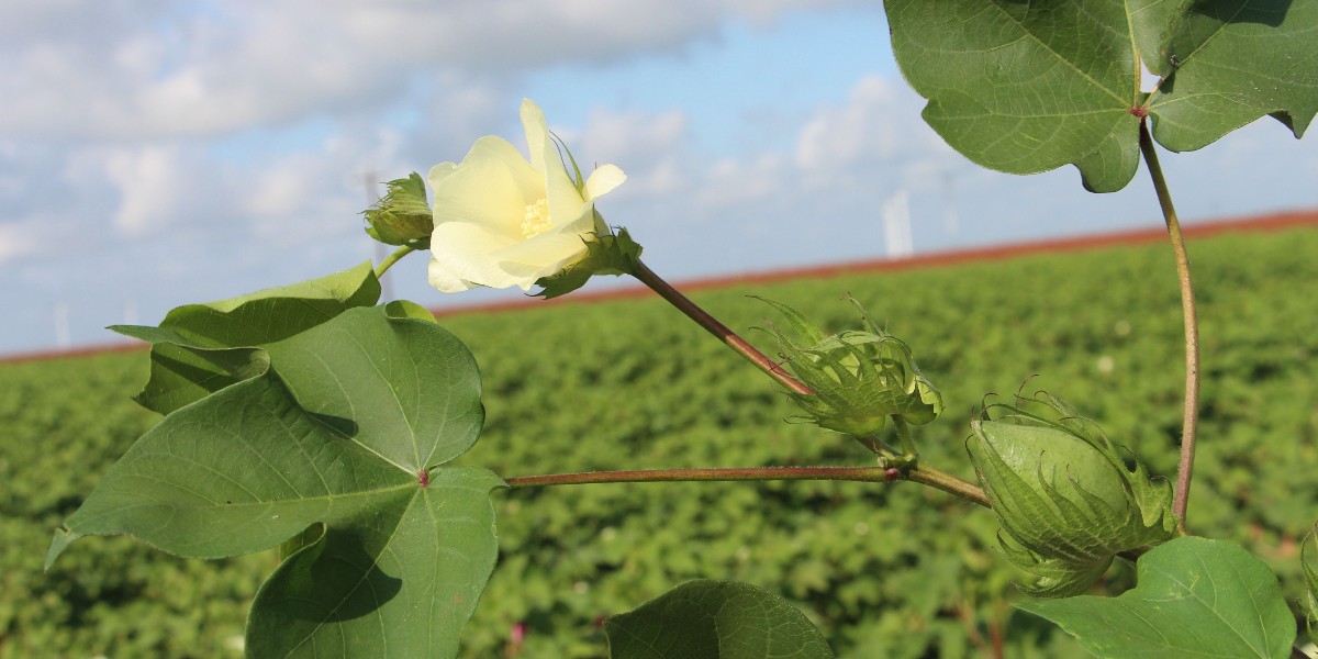 Cotton Incorporated tweet media